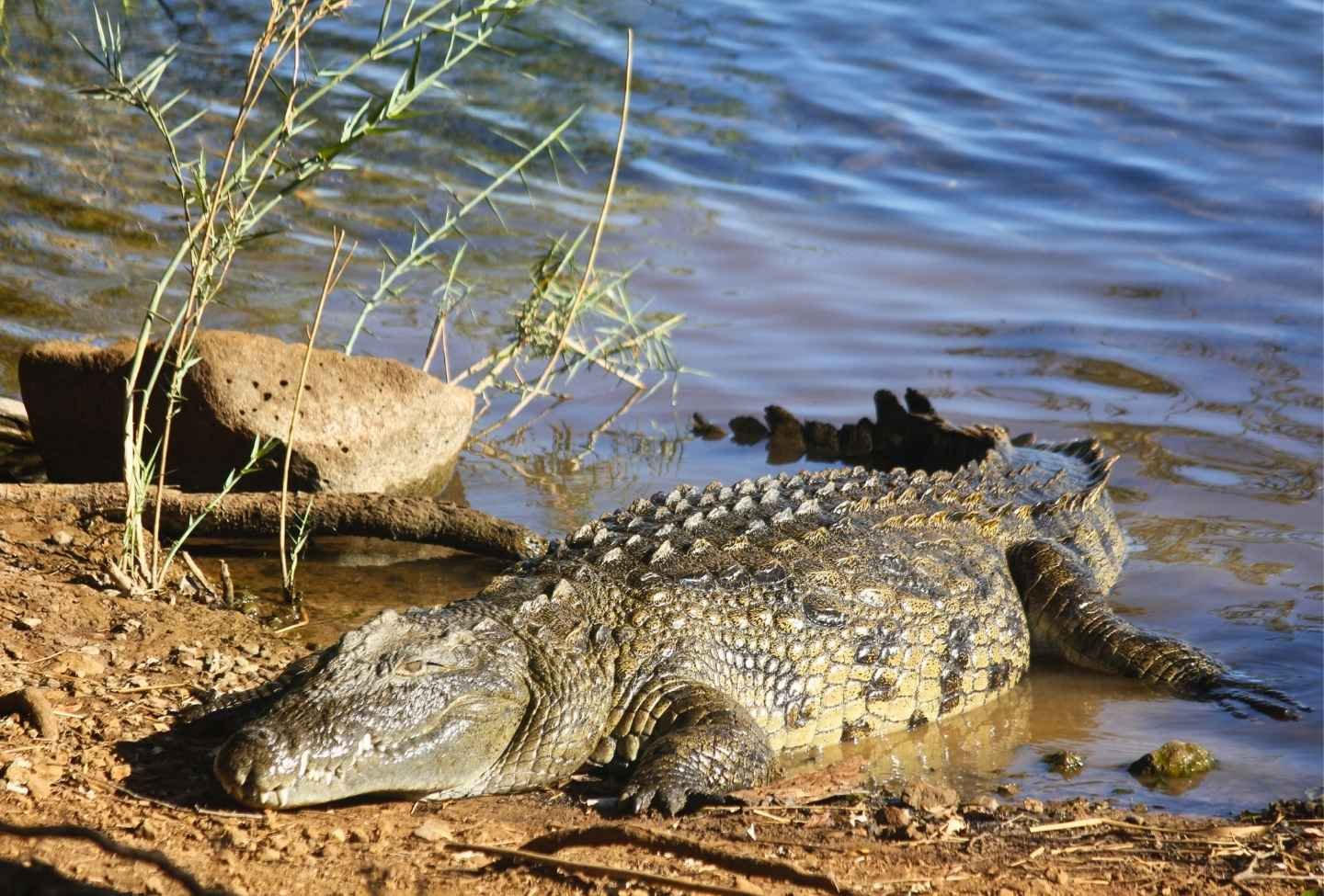 Crocodile du Lac Sacré